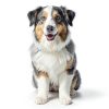 Petmate Sky Kennel Dog Crate Airline Approved Durable Travel-3