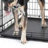 MidWest Dog Crate Secure Foldable Pet Crate for Medium Large-6