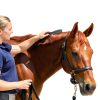 Oster Equine Care Series Mane & Tail Comb Blue Rubber Grip 1 Size-3